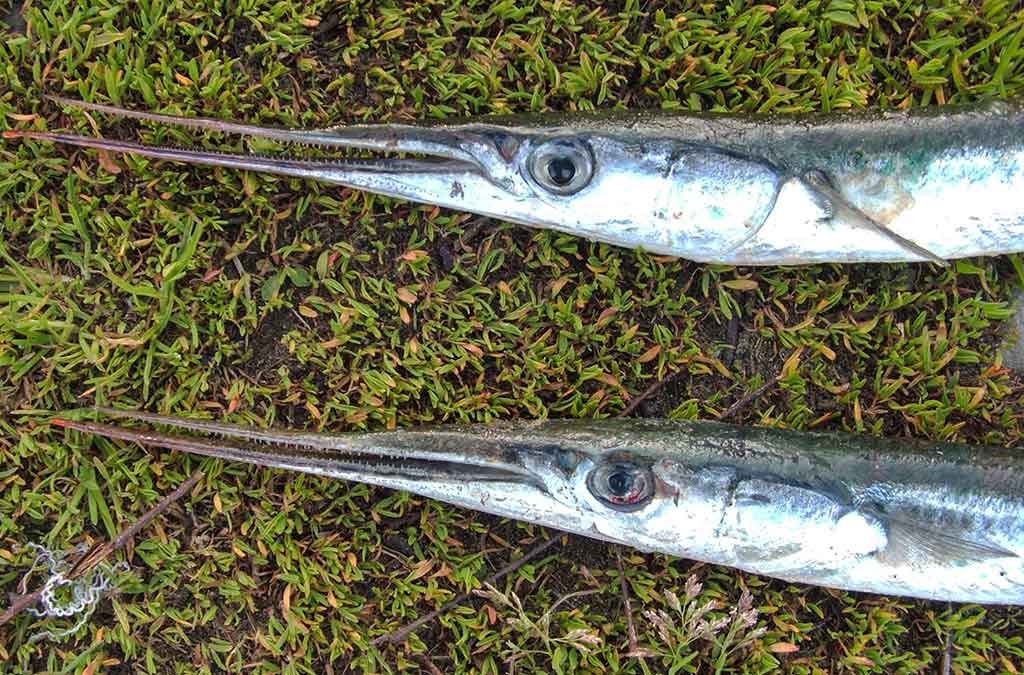 Kaip pagauti Baltijos plekšnę. Otai ir kitos žuvys Kaip pagauti Baltijos plekšnę. Otai ir kitos žuvys