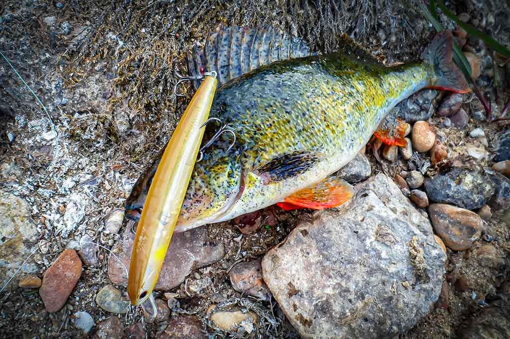 Ar sunku įsisavinti tvičingą? Spiningavimas iš valties Ar sunku įsisavinti tvičingą? Spiningavimas iš valties