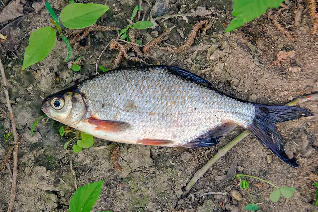 Nubudusio vandens vilionės. Pirma dalis Nubudusio vandens vilionės. Pirma dalis