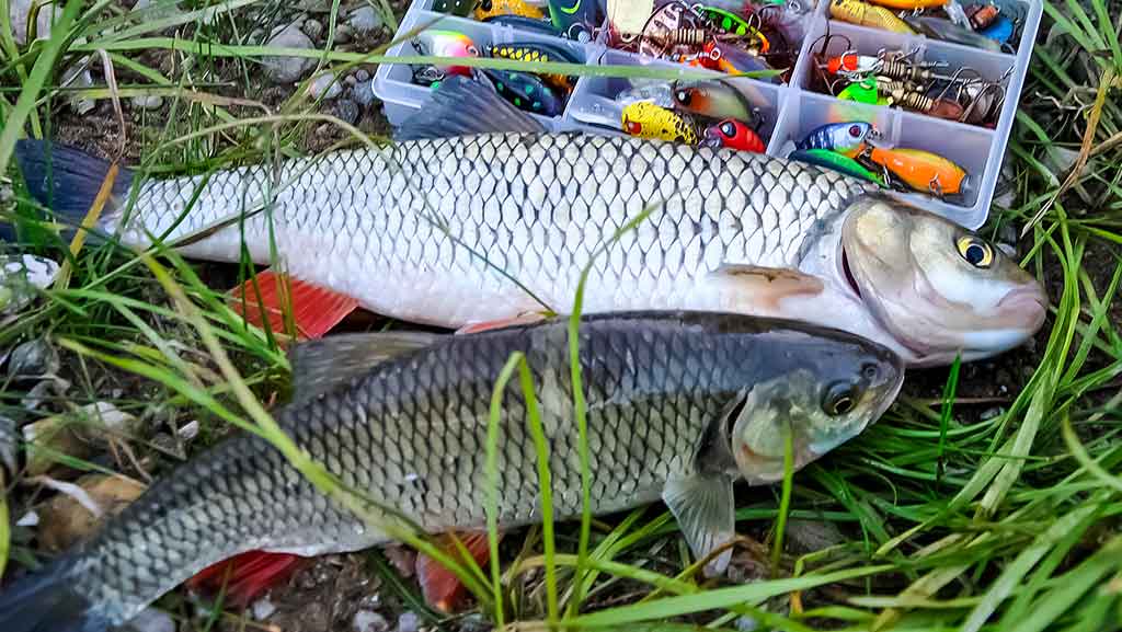 Geriausi šapalų kibimo laikotarpiai. Rytinė žūklė Geriausi šapalų kibimo laikotarpiai. Rytinė žūklė
