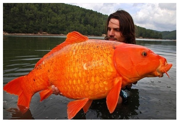 Auksinis karpis Auksinis karpis