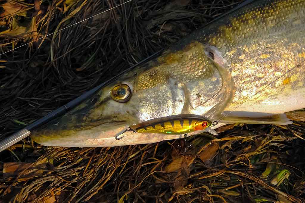 Tvičingas. Ar būtina pilna dėžė voblerių? Tvičingas. Ar būtina pilna dėžė voblerių?