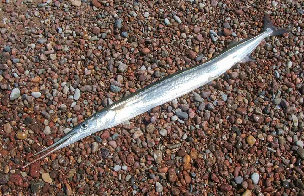 Vėjažuvė Vėjažuvė