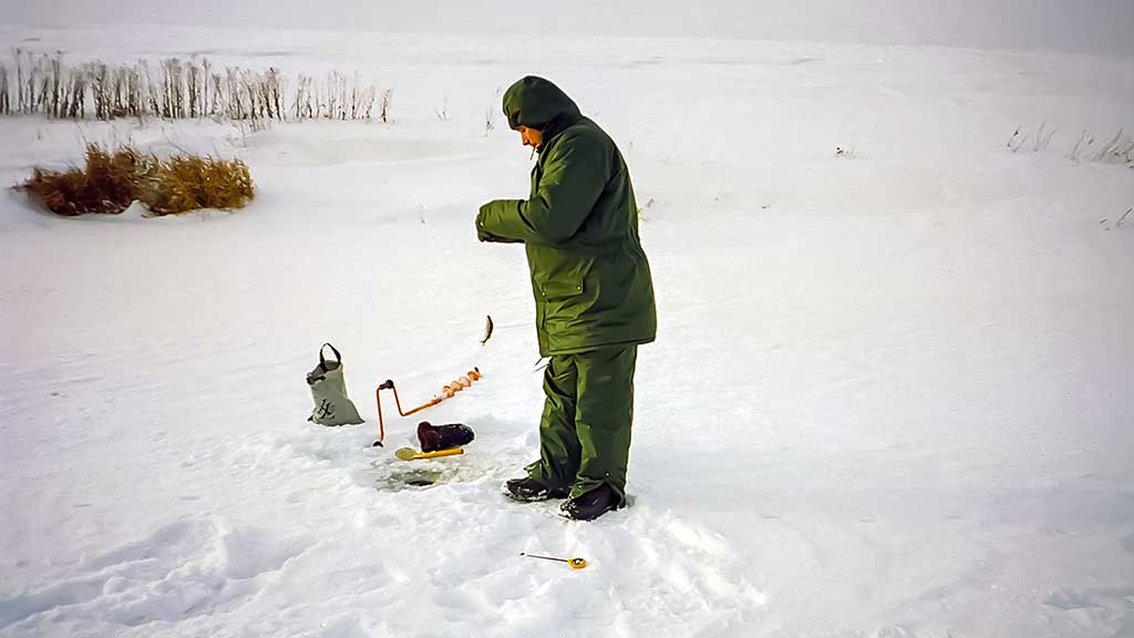 Viduržiemy su avižėle Viduržiemy su avižėle