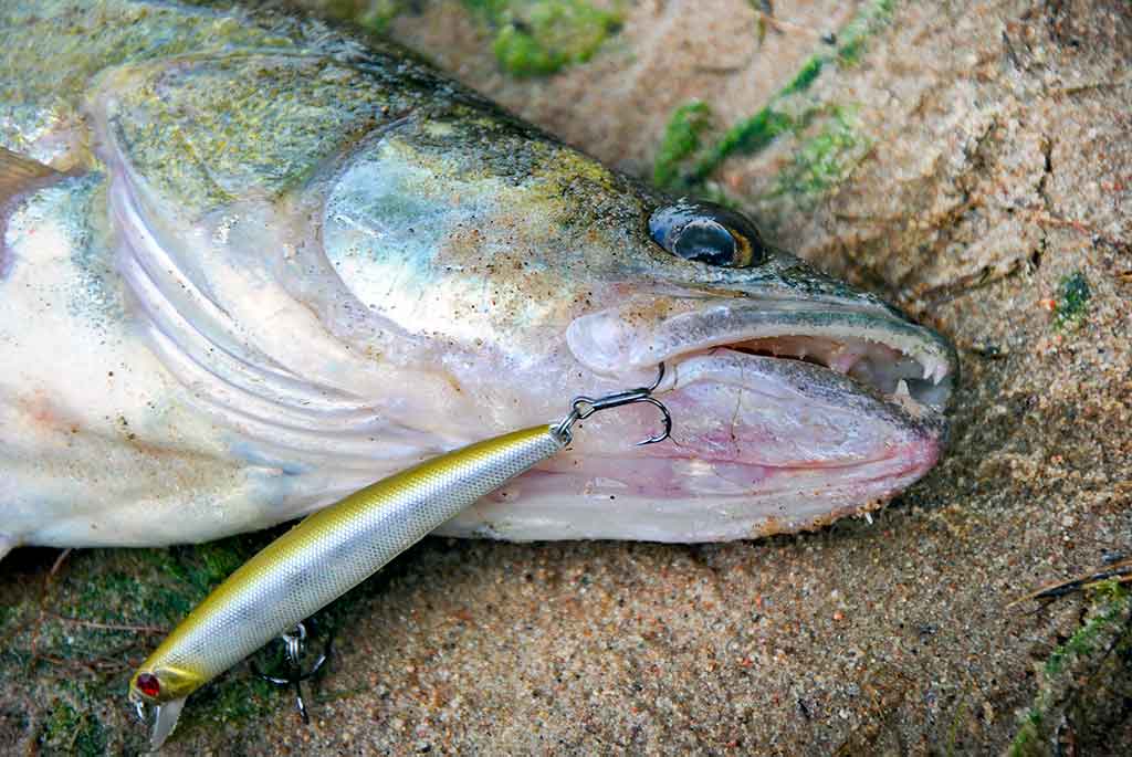 Ar sunku įsisavinti tvičingą? Spiningavimas iš valties Ar sunku įsisavinti tvičingą? Spiningavimas iš valties