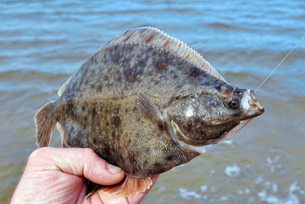Kaip pagauti Baltijos plekšnę. Otai ir kitos žuvys Kaip pagauti Baltijos plekšnę. Otai ir kitos žuvys
