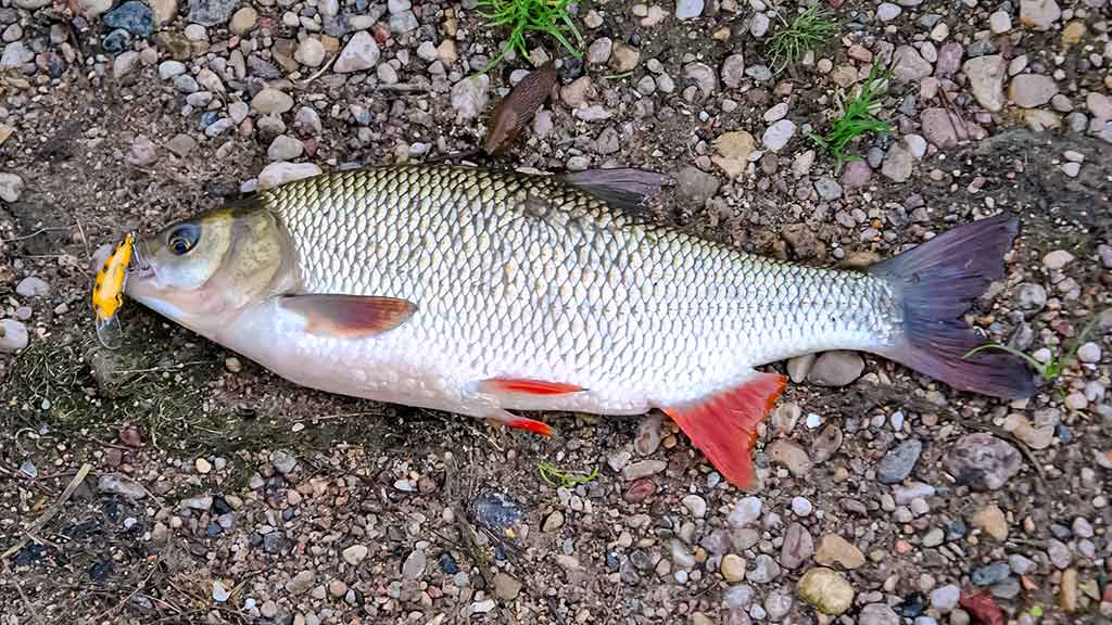 Pirmo aukšto sindromas Pirmo aukšto sindromas