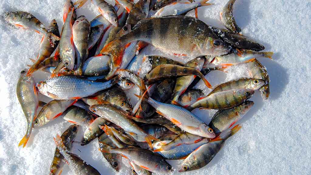 Velniukai ir ožkos – universalūs masalai poledinei žūklei Velniukai ir ožkos – universalūs masalai poledinei žūklei