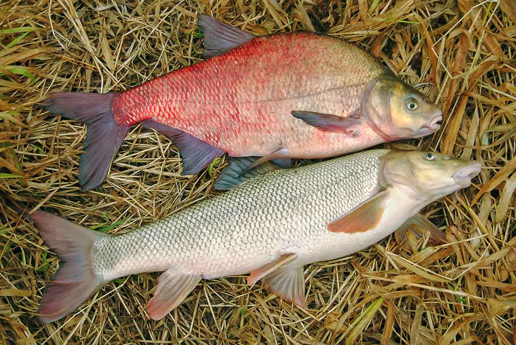 Plačiau apie viršūnėles ir šiek tiek apie dugnines. Antra dalis Plačiau apie viršūnėles ir šiek tiek apie dugnines. Antra dalis