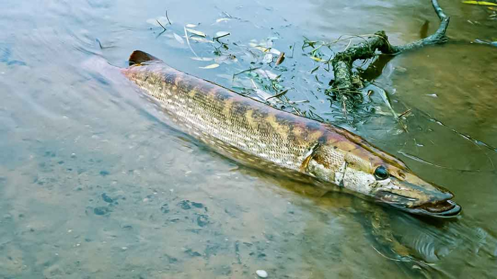 Upė ir lydekos. Toli nuo kranto Upė ir lydekos. Toli nuo kranto