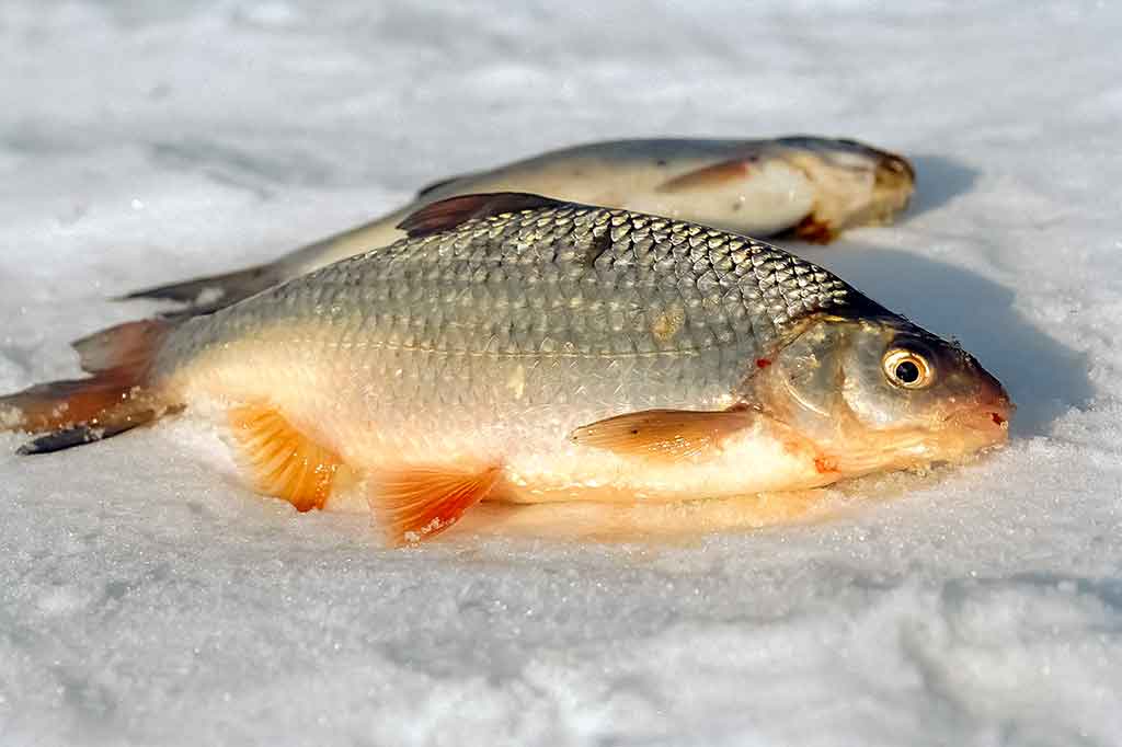 Didelių kuojų paieškos viduržiemyje Didelių kuojų paieškos viduržiemyje