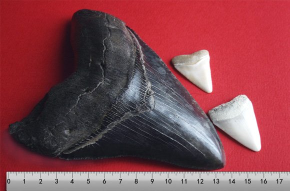 Megalodono dantys Megalodono dantys