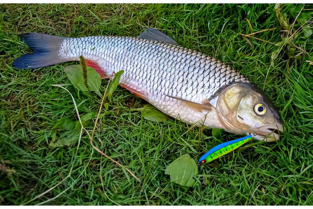 Voblerių dažymas Voblerių dažymas