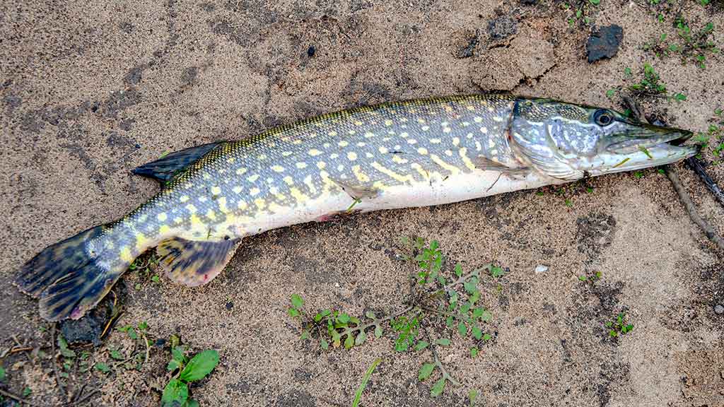 Nevyniojant į vatą apie vėgėlių žūklę. Žūklavietės Nevyniojant į vatą apie vėgėlių žūklę. Žūklavietės