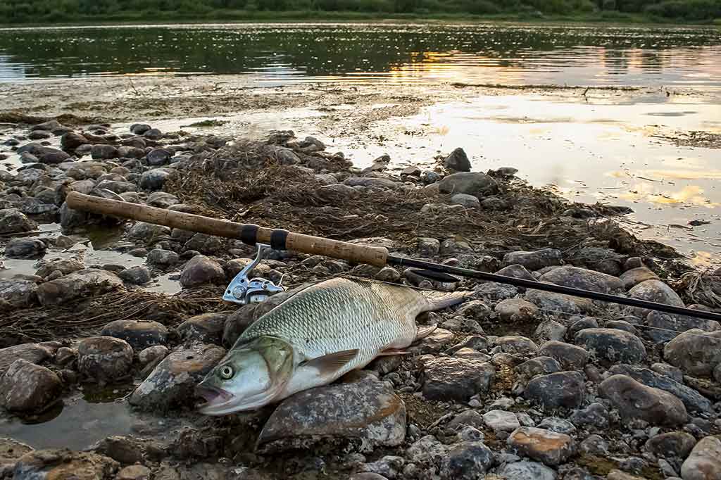 Kokiu spiningu toliau užmesime masalą? Kokiu spiningu toliau užmesime masalą?