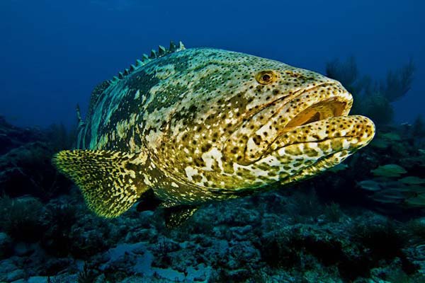 Giljotininis guperis (epinephelus itajara) Giljotininis guperis (epinephelus itajara)