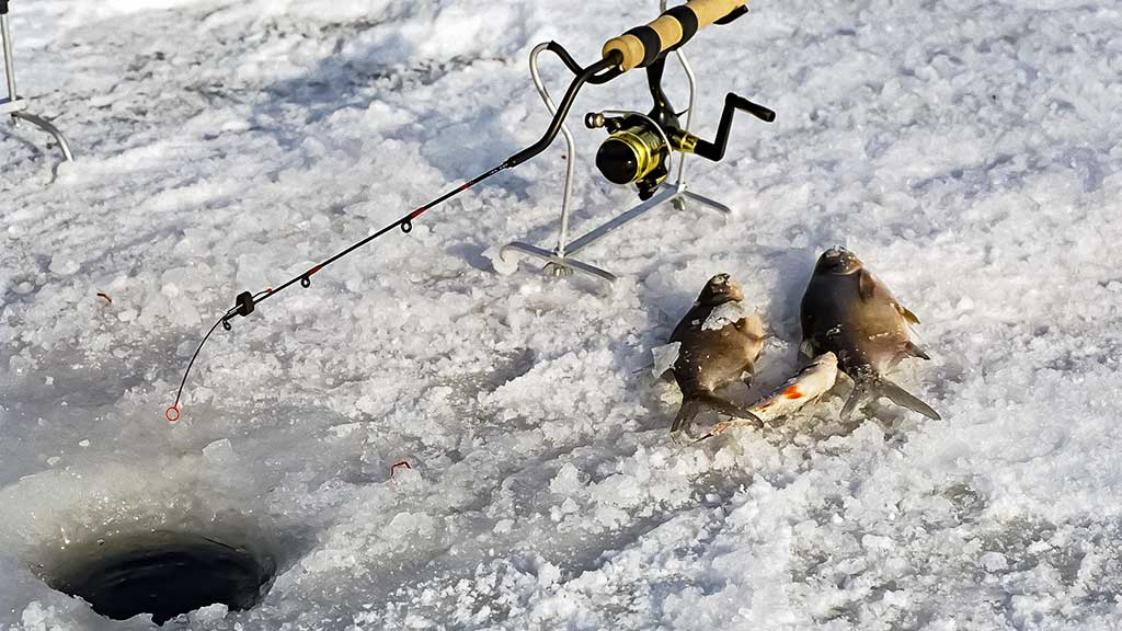 Viduržiemy su avižėle Viduržiemy su avižėle