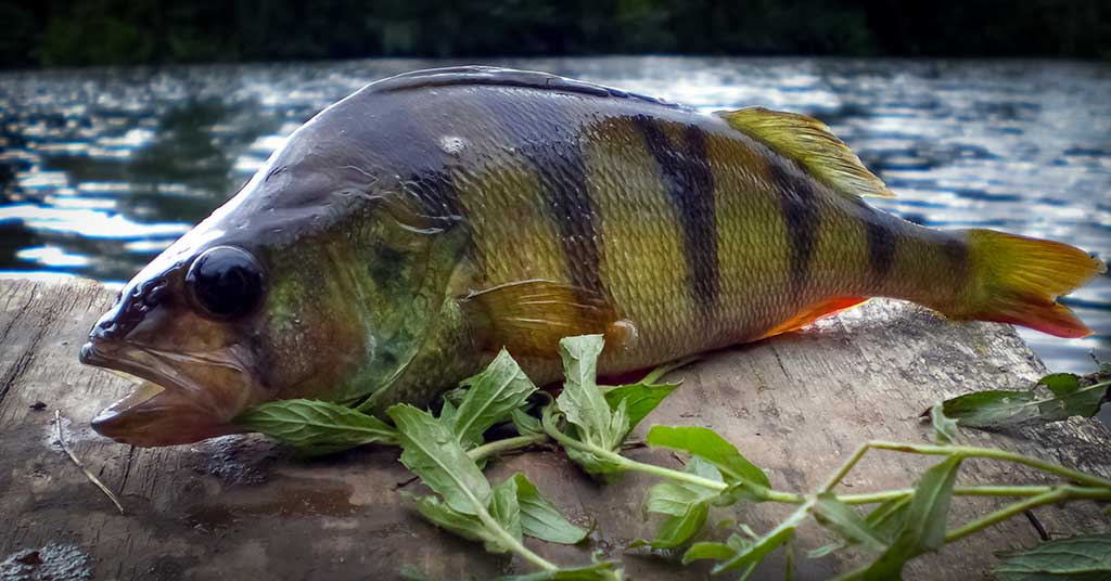 Ešerius – plūdine meškere Ešerius – plūdine meškere
