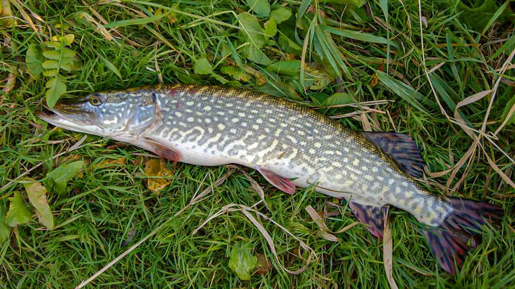 Upė ir lydekos. Toli nuo kranto Upė ir lydekos. Toli nuo kranto