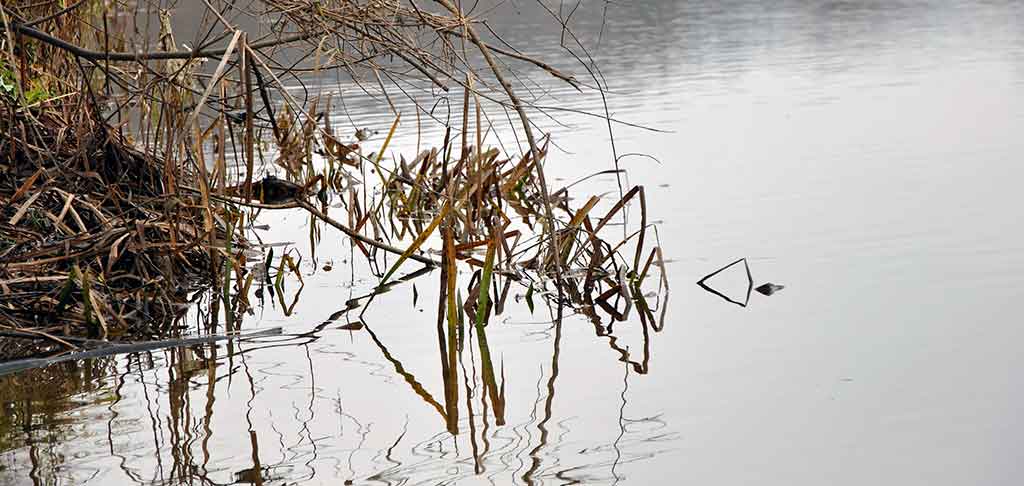 Jei sausį smarkiai atšyla. Žūklė plūdine Jei sausį smarkiai atšyla. Žūklė plūdine