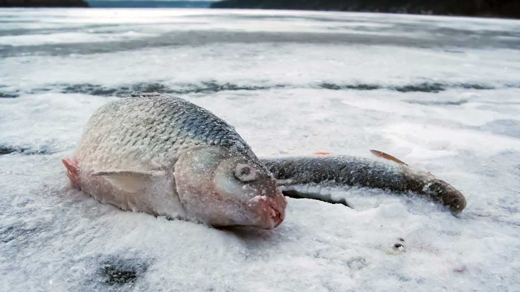 Kaip „pasikinkyti“ ožką Kaip „pasikinkyti“ ožką