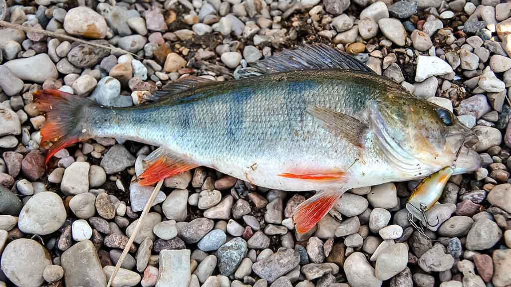 Žvejo aura. Pirma dalis Žvejo aura. Pirma dalis