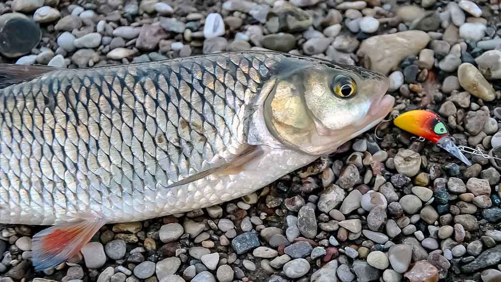 Geriausi šapalų kibimo laikotarpiai. Rytinė žūklė Geriausi šapalų kibimo laikotarpiai. Rytinė žūklė