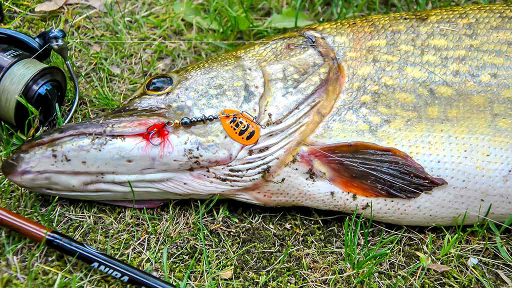 Lydekos, metaliniai masalai, panašumai ir kontrastai Lydekos, metaliniai masalai, panašumai ir kontrastai