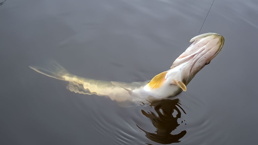 Paupiu su kuprine ant pečių Paupiu su kuprine ant pečių