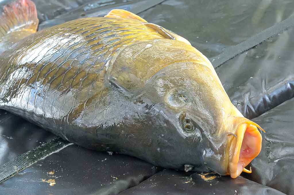 Kaip pagauti Nemune karpį. Masalų ir žūklaviečių paieškos Kaip pagauti Nemune karpį. Masalų ir žūklaviečių paieškos