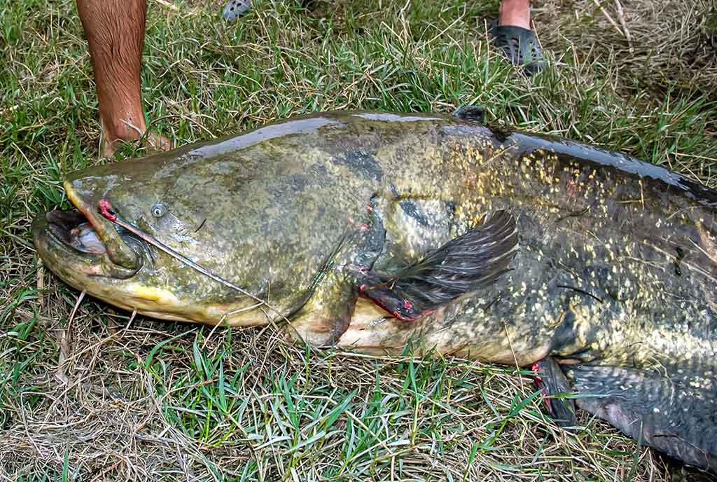 Senelio blizgės ir šamo medžioklė. Trečia dalis Senelio blizgės ir šamo medžioklė. Trečia dalis