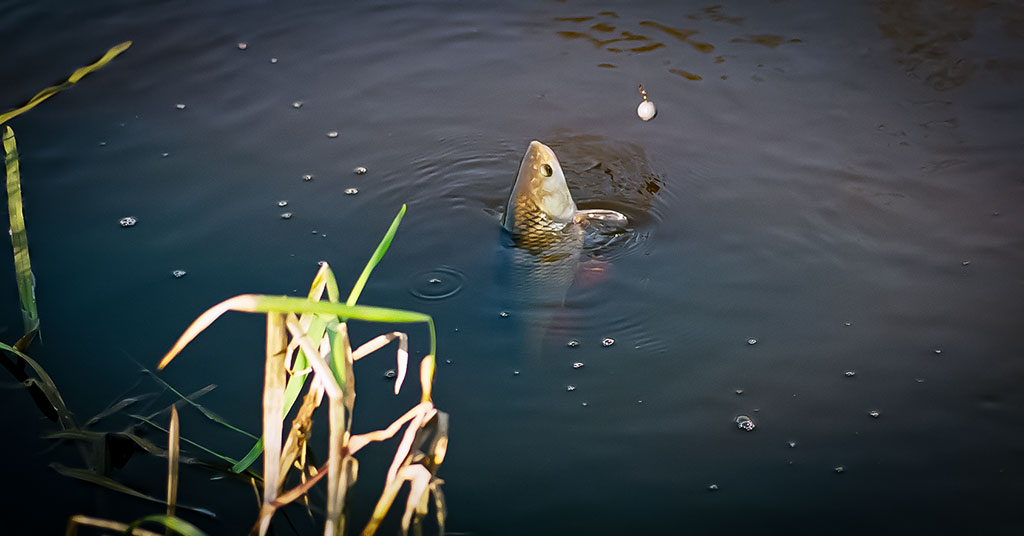 Kad pagavus šapalą būtų galima pasakyti: „Oho!“. Masalai ir jaukai Kad pagavus šapalą būtų galima pasakyti: „Oho!“. Masalai ir jaukai