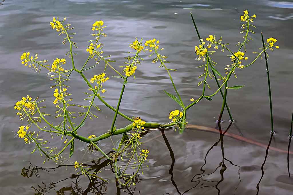 Vandens džiunglių labirintuose. Dar keli prisitaikėliai Vandens džiunglių labirintuose. Dar keli prisitaikėliai