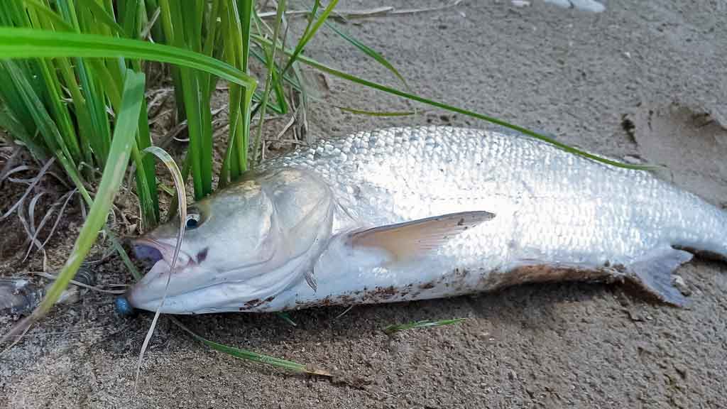 Ar patinka silikonas salačiams? Pirma dalis Ar patinka silikonas salačiams? Pirma dalis