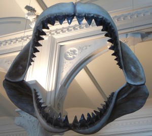 Megalodonas Megalodonas