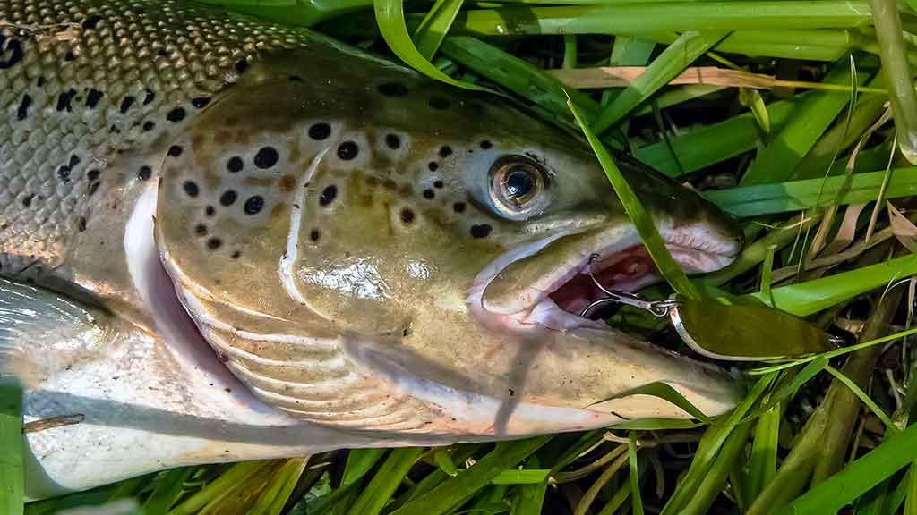 Kur, kaip ir kuo gaudome lašišas bei šlakius. IV dalis Kur, kaip ir kuo gaudome lašišas bei šlakius. IV dalis