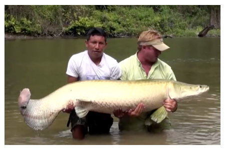 Arapaima Arapaima