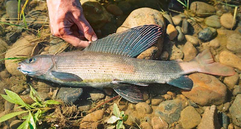 Baikalinis kiršlys Baikalinis kiršlys