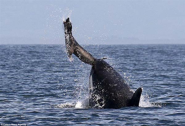 Orka Orka