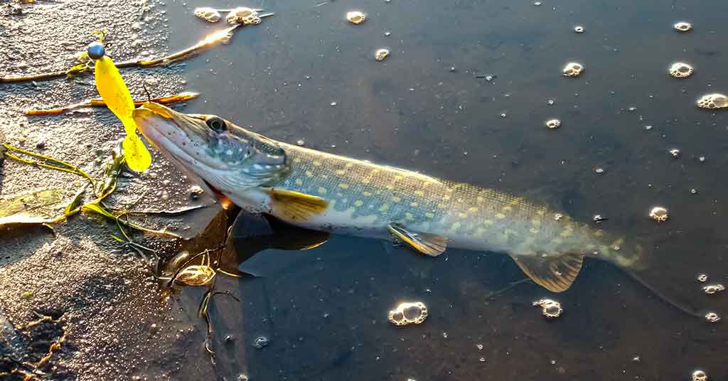 Pats paprasčiausias pavasarinės lydekos gundymas Pats paprasčiausias pavasarinės lydekos gundymas