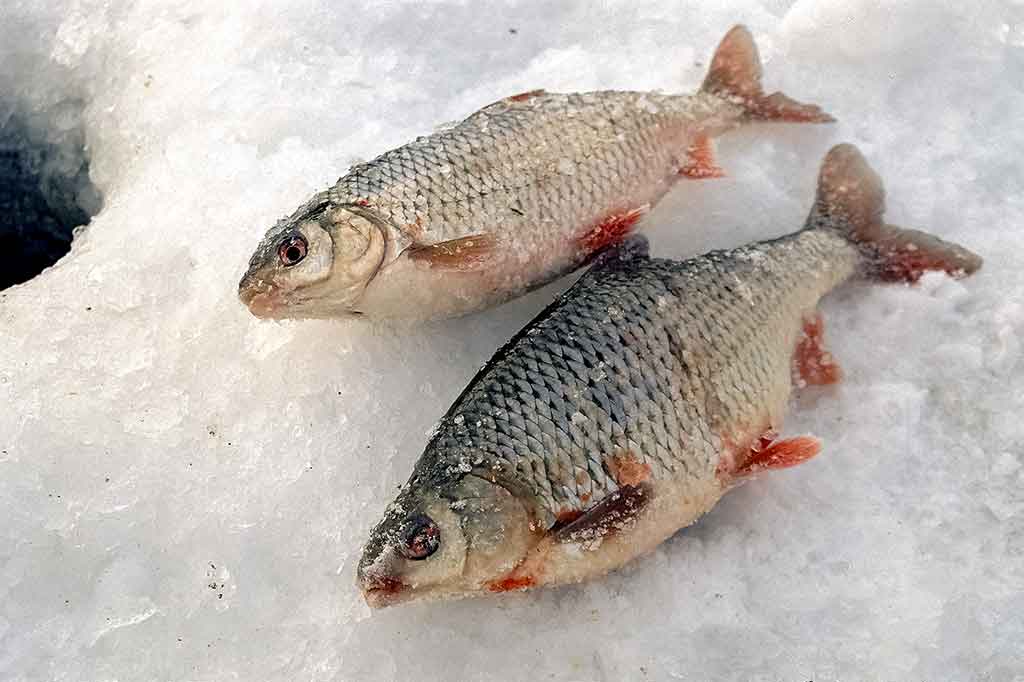 Didelių kuojų paieškos viduržiemyje Didelių kuojų paieškos viduržiemyje