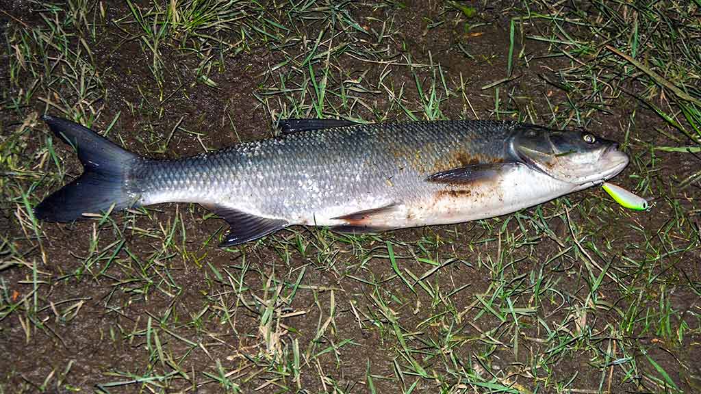Vasariniai naktinėjimai su spiningu rankose Vasariniai naktinėjimai su spiningu rankose
