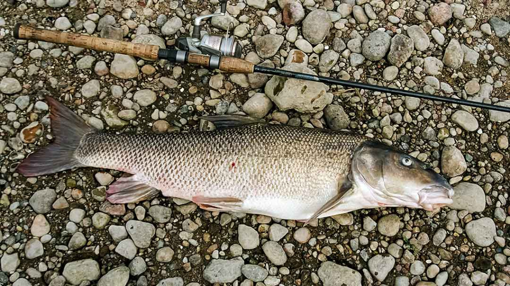 Ūsoriauti su spiningu Ūsoriauti su spiningu