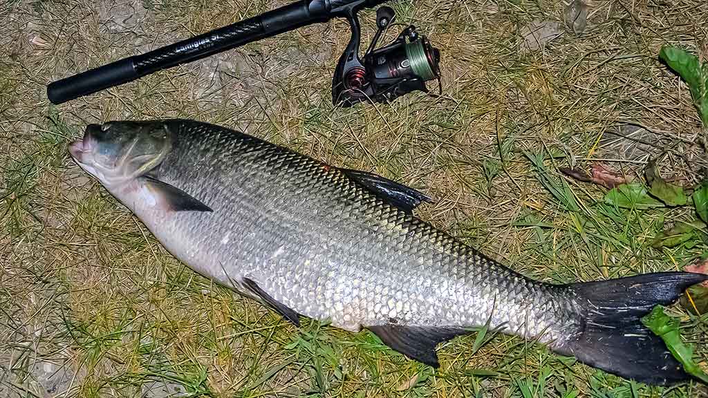 Spiningavimas naktį vėlyvą rudenį. Žūklavietės ir žūklės specifika Spiningavimas naktį vėlyvą rudenį. Žūklavietės ir žūklės specifika