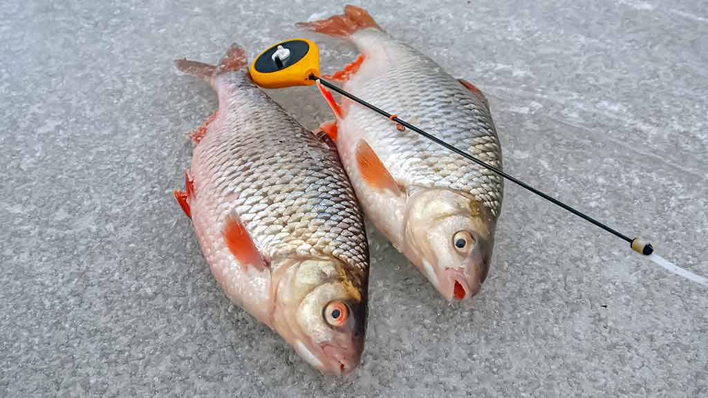 Minijoje ir šalia jos Minijoje ir šalia jos