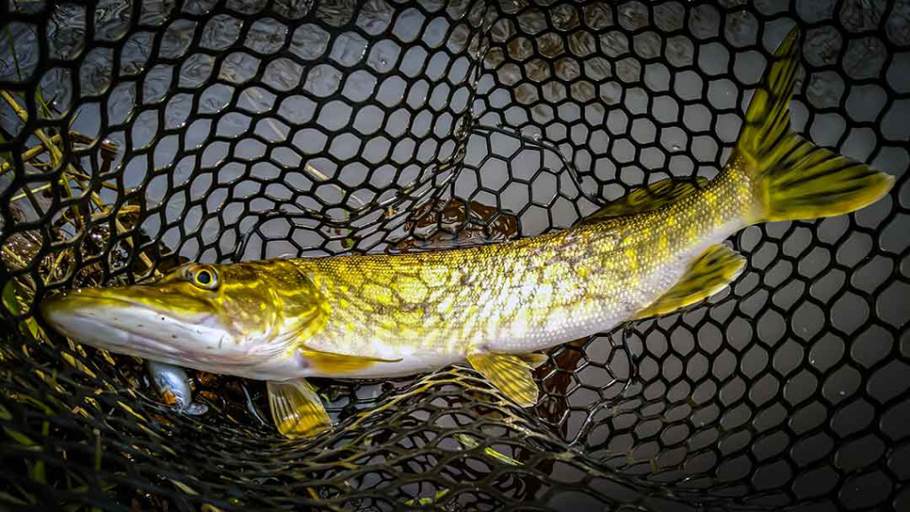 Pavasariniai šapalai su Basara spiningu Pavasariniai šapalai su Basara spiningu