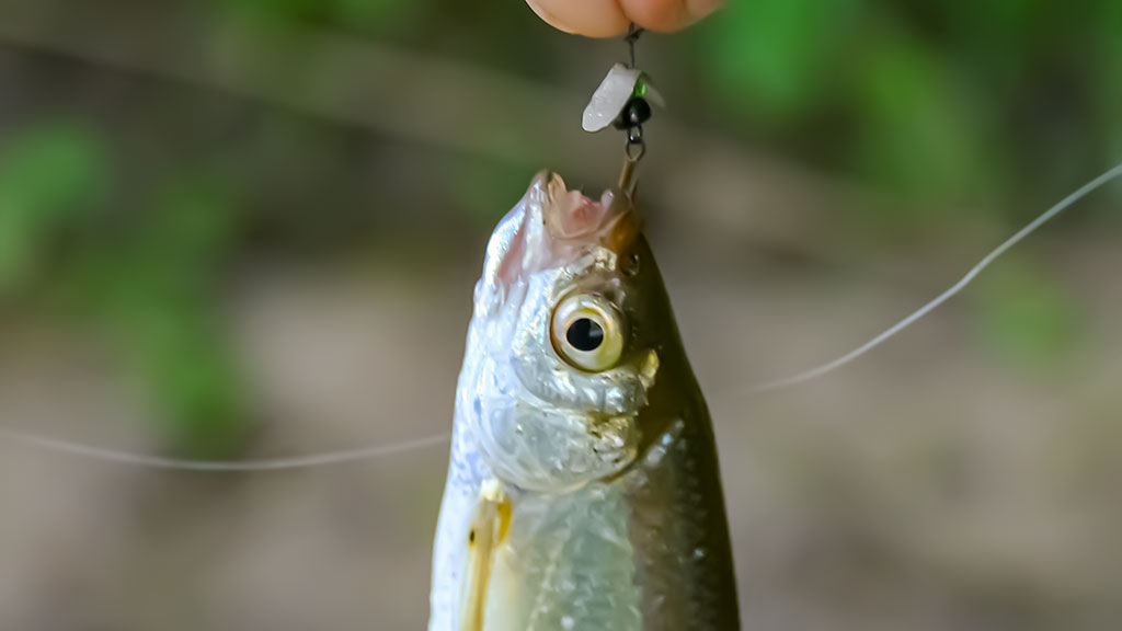 Masalas, kai žuvys visai nekimba... Masalas, kai žuvys visai nekimba...