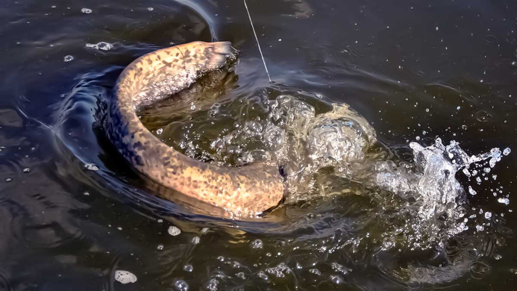 Ilgesnis nei dviejų metrų šamas Ilgesnis nei dviejų metrų šamas