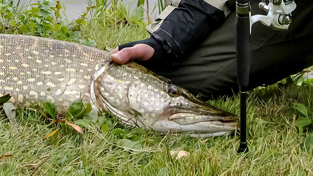 Ar sunku įsisavinti tvičingą? Ritė ir valas Ar sunku įsisavinti tvičingą? Ritė ir valas