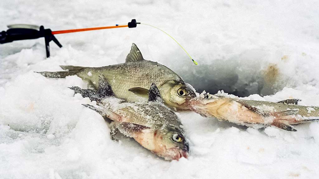 Šiek tiek kitaip apie karšių jaukinimą Šiek tiek kitaip apie karšių jaukinimą